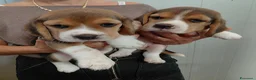 Beagle cani in vendita: Cuccioli di Beagle - Annuncio 4