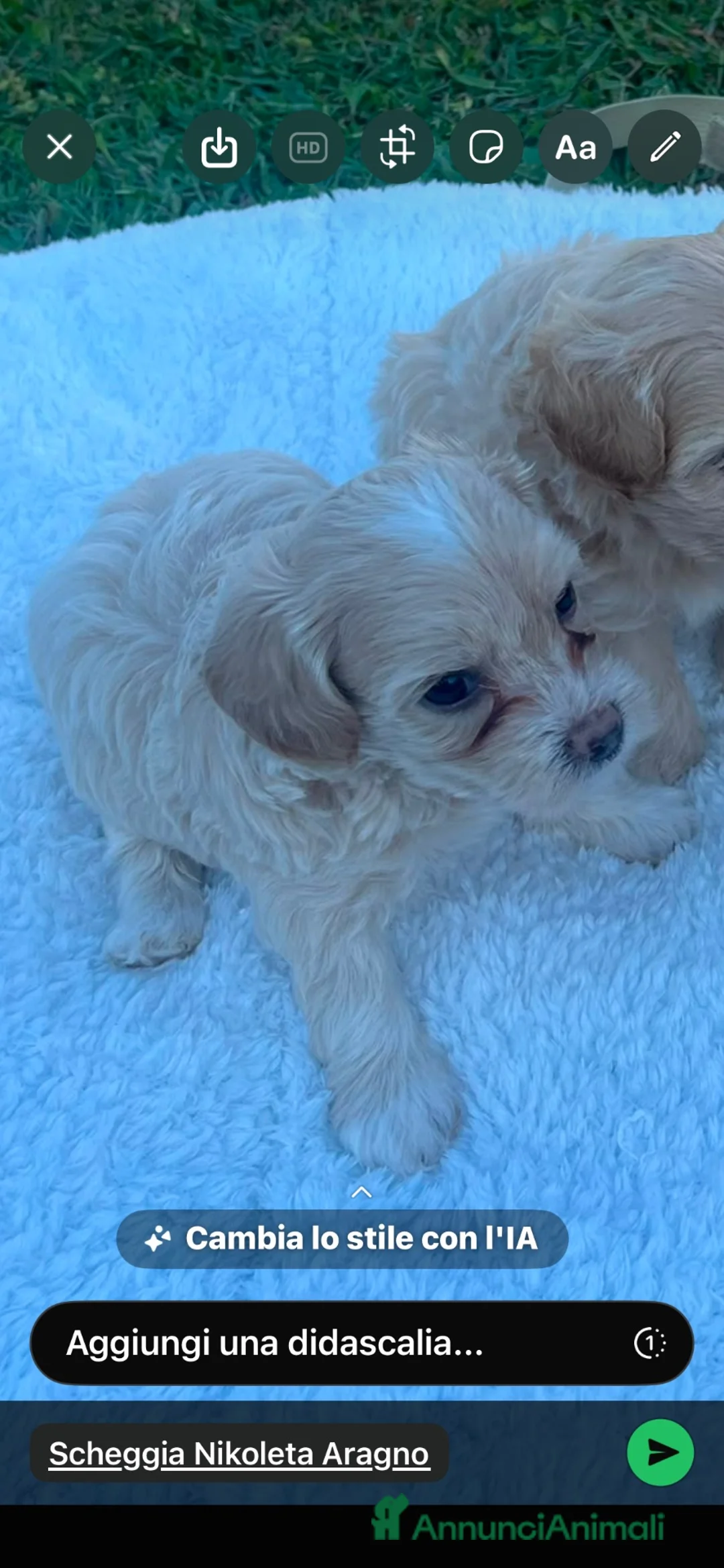 Maltipoo cani in vendita: Maltipoo a Provincia di Cuneo - Annuncio 10