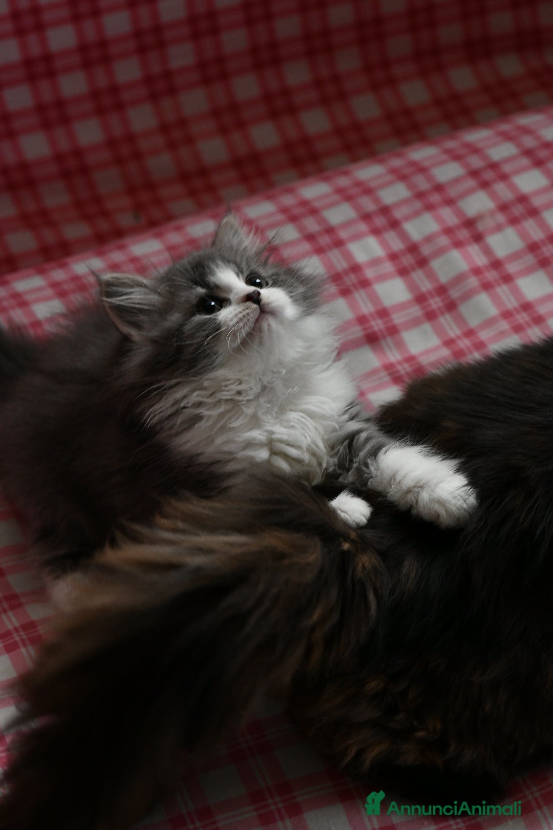 Siberiano gatti in vendita: Cuccioli di gatto siberiano - Annuncio 3