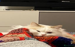 Ragdoll gatti per accoppiamento: Gatto Ragdoll in cerca di una Gatta a Città metropolitana di Milano - Immagine 8