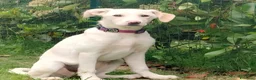 Meticcio cani in regalo: Flo cucciola di 4 mesi cerca casa - Annuncio 6