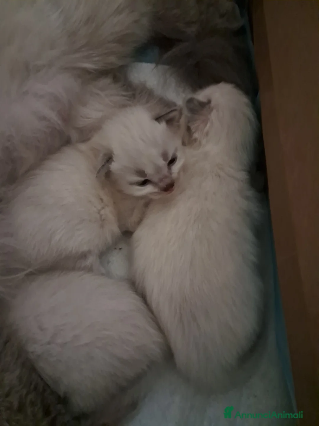 Siberiano gatti in vendita: Cucciola Siberiana neva  - Annuncio 2