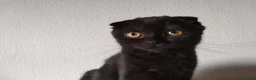 Scottish gatti in vendita: Gattini Scottish  - Annuncio 2