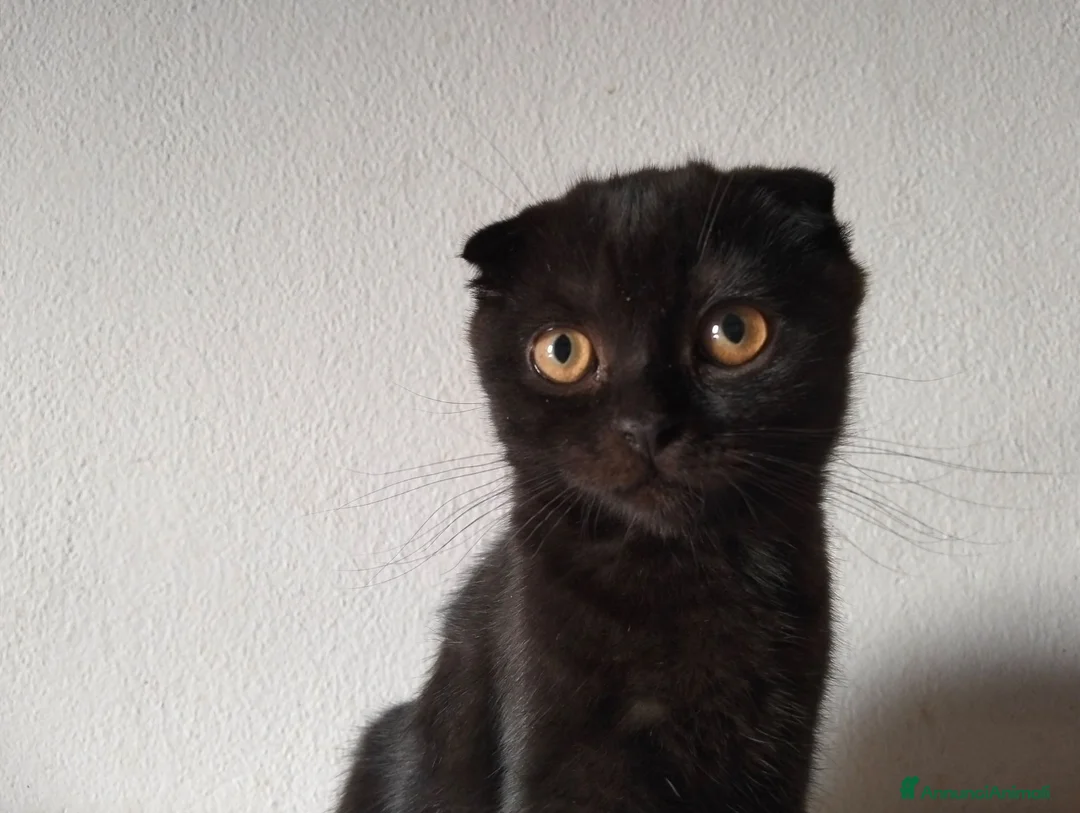 Scottish gatti in vendita: Gattini Scottish  - Annuncio 2