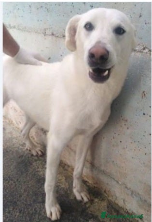 Meticcio cani Riccio 5/6anni in 1pessimo canile da cucciolo.SUD a Città Metropolitana di Milano - Annuncio 26