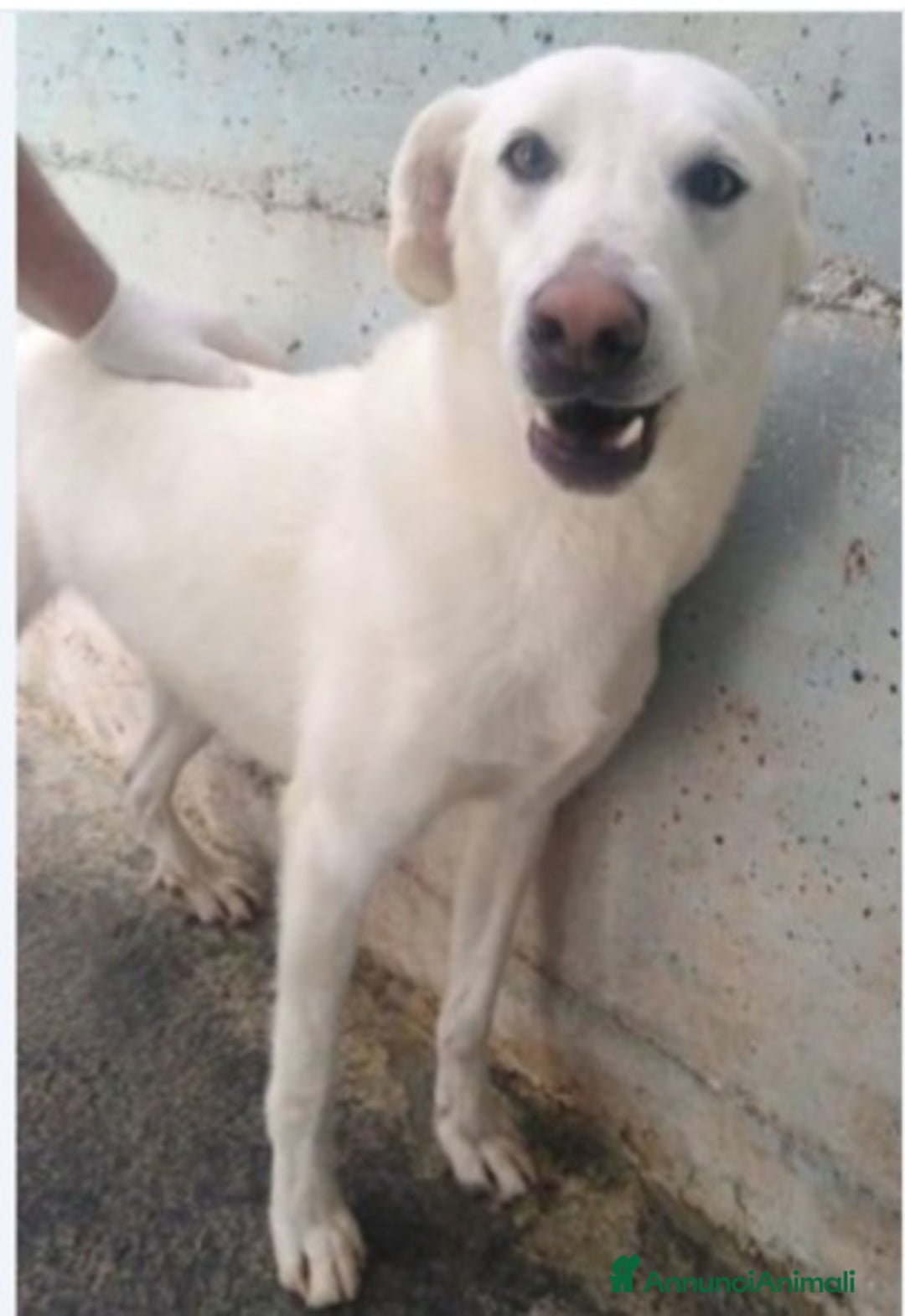 Meticcio cani in regalo: Riccio 5/6anni in 1pessimo canile da cucciolo.SUD a Città Metropolitana di Milano - Annuncio 1