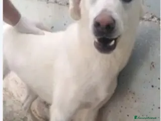 Meticcio cani Riccio 5/6anni in 1pessimo canile da cucciolo.SUD a Città Metropolitana di Milano - Annuncio 26