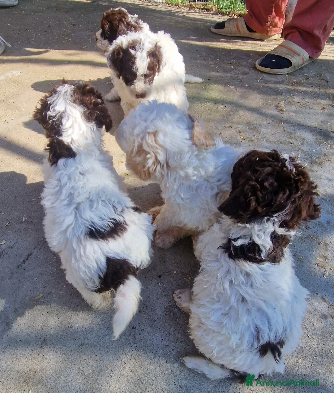Lagotto cani in vendita: Vendo cuccioli di lagotto con pedigree  a Provincia di Rimini - Annuncio 1