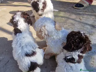 Lagotto cani Vendo cuccioli di lagotto con pedigree - Annuncio 14