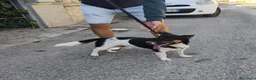 Meticcio cani in regalo: BOBBY mix jack Russell 3 anni - Annuncio 6