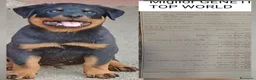 Rottweiler cani in vendita: Disponibili cuccioli Rottweiler  - Annuncio 16