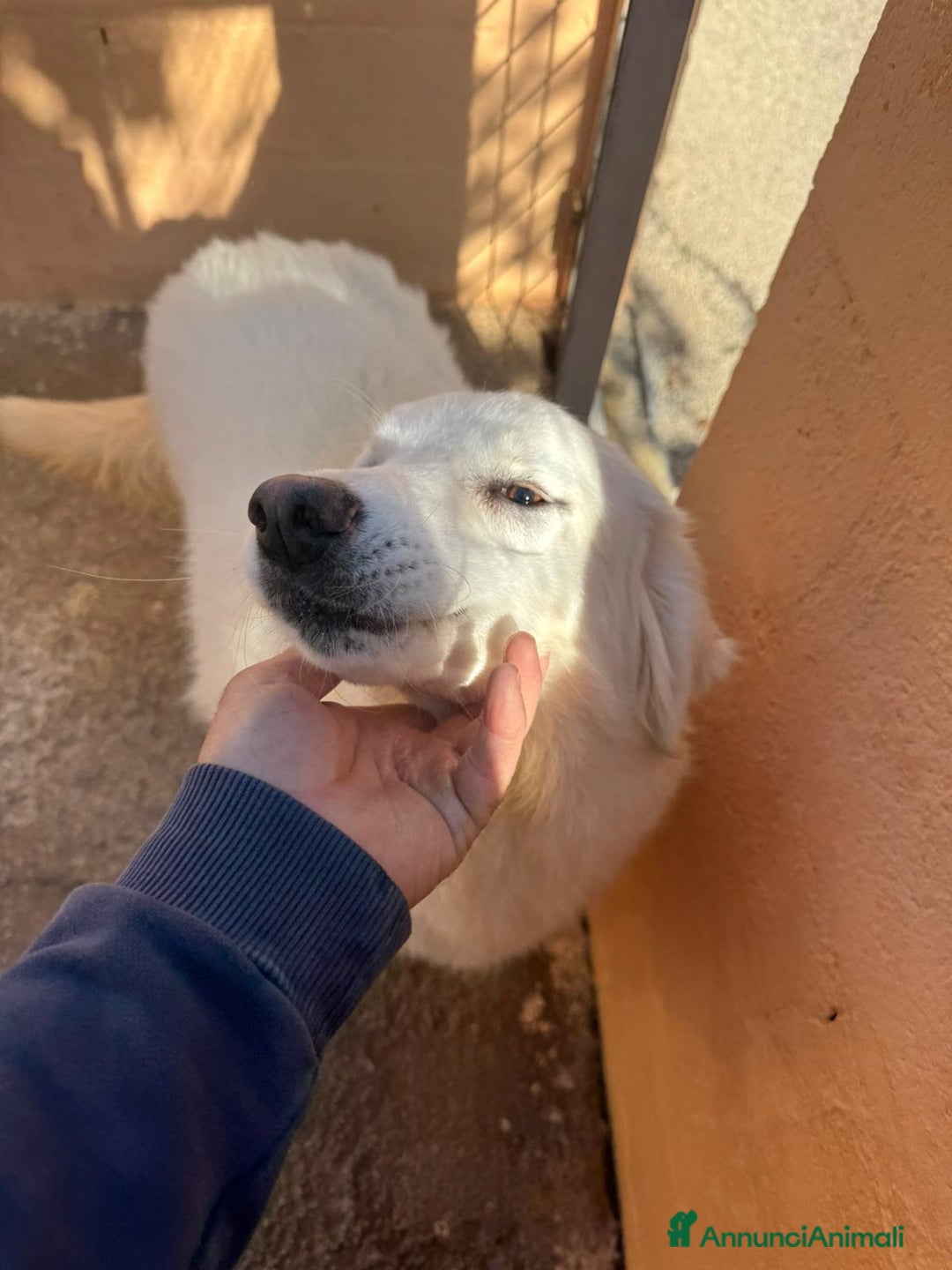 Meticcio cani in regalo: Emma  - Annuncio 2