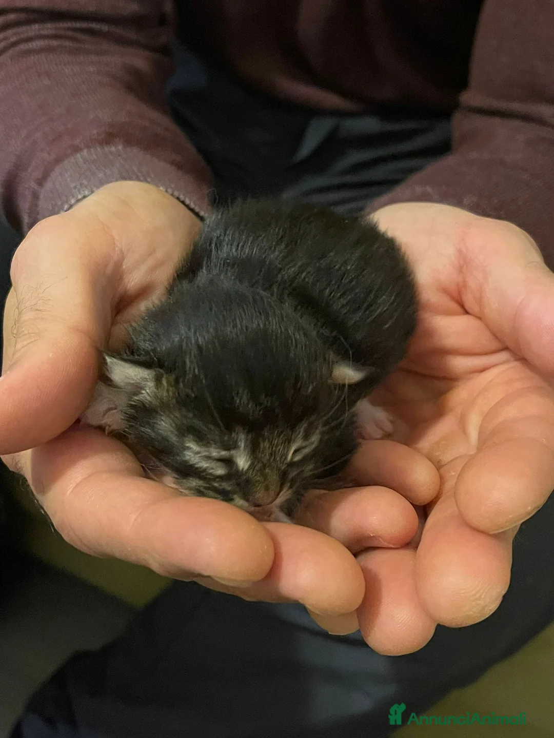 Maine Coon gatti in vendita: Cuccioli di Maine Coon - Annuncio 10
