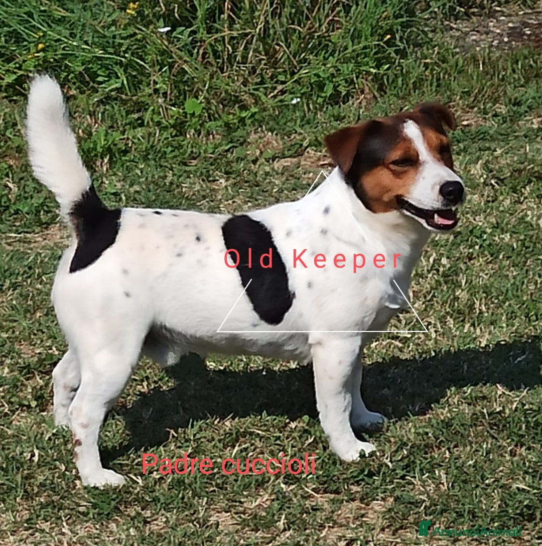 Jack Russell cani in vendita: Cuccioli Jack Russell Terrier con Pedigree a Provincia di Alessandria - Immagine 15