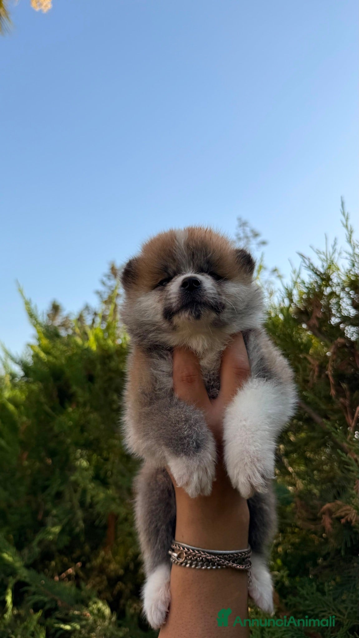 Akita Inu cani Cuccioli di Akita Inu  - Annuncio 5