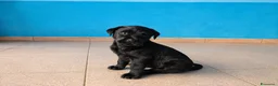 Labrador cani in vendita: Cuccioli neri di Labrador Retriever - Annuncio 1
