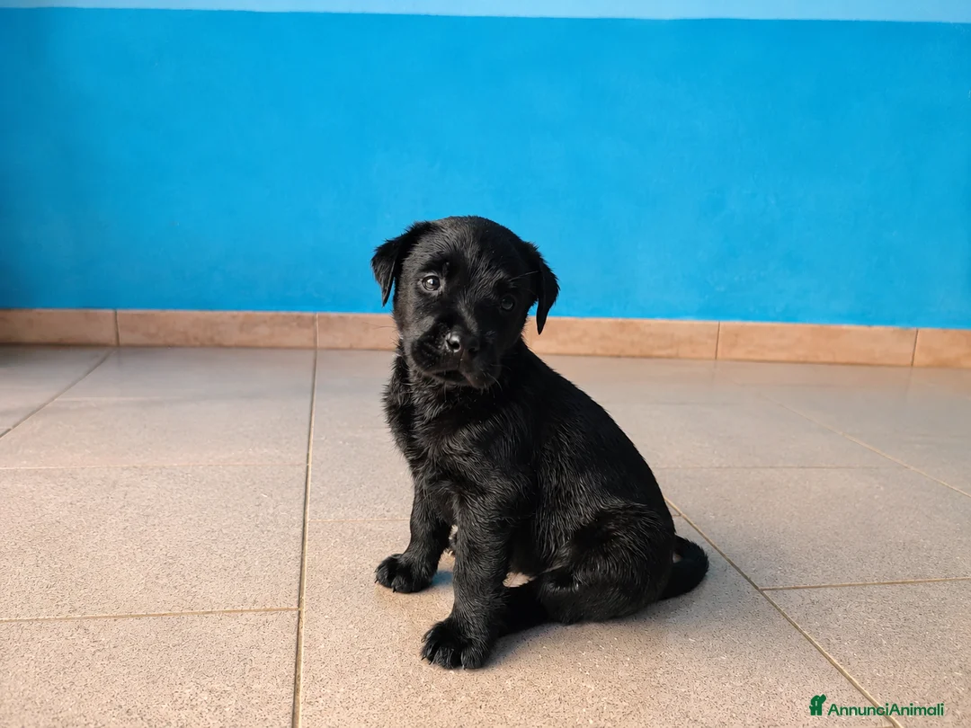 Labrador cani in vendita: Cuccioli neri di Labrador Retriever - Annuncio 1
