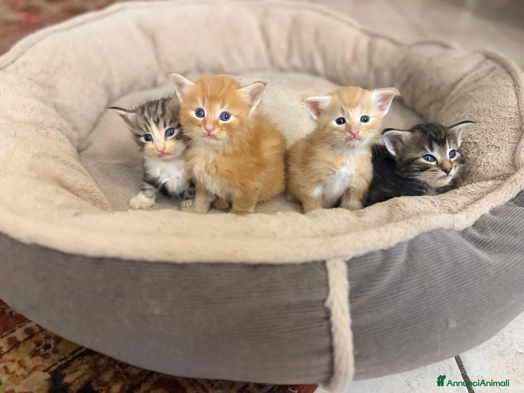 Norvegese gatti in vendita: Cuccioli delle foreste norvegesi  a Provincia di Vicenza - Annuncio 1