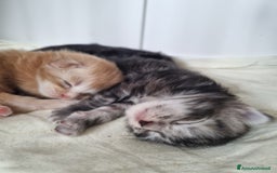 Maine Coon gatti in vendita: Prenotazioni Aperte - Cuccioli di Maine Coon! a Provincia di Cuneo - Immagine 12