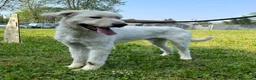 Meticcio cani in regalo: BELLE BELLISSIMO CERCA CASA - Annuncio 4