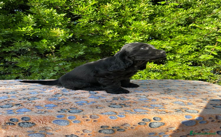 Cocker cani a Provincia di Latina - Annuncio 14