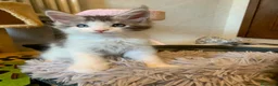 Maine Coon gatti in vendita: Mainecoon - Annuncio 3
