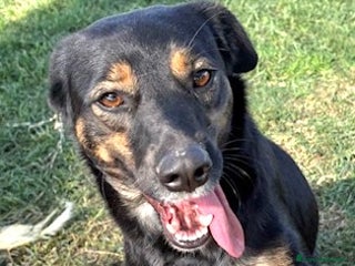 Meticcio cani Tac, giovanissima, piccola e dolce ♥️ - Annuncio 30