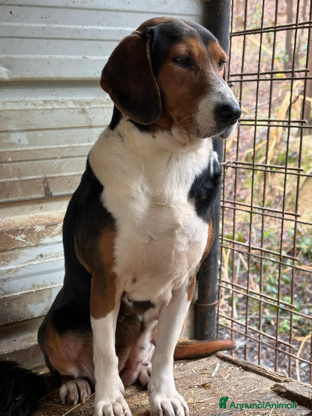 Meticcio cani in regalo: TALIA, meravigliosa coccolona! - Annuncio 7