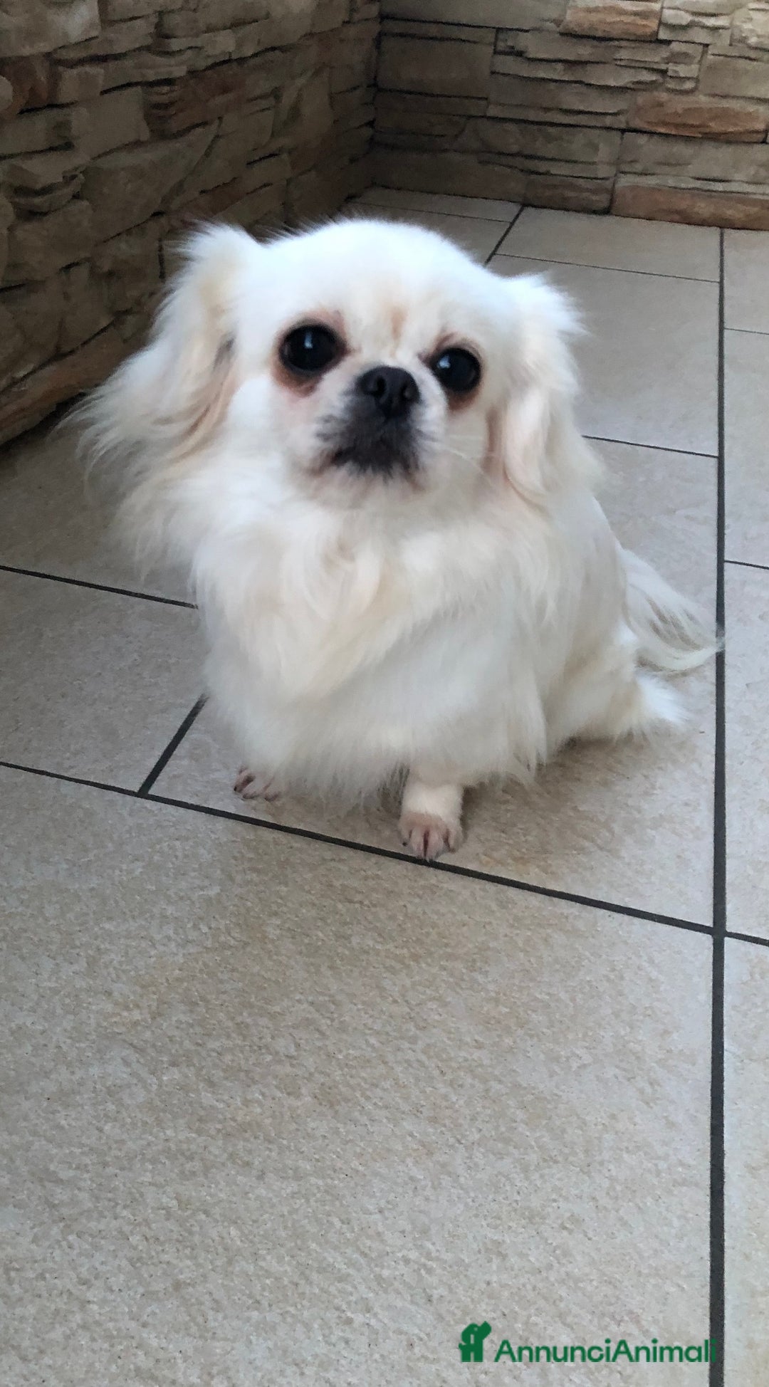 Chihuahua cani in vendita: Chihuahua femmina a pelo lungo  - Annuncio 5