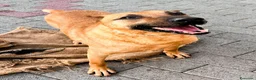 Meticcio cani in regalo: ARGO CERCA CASA - Annuncio 15