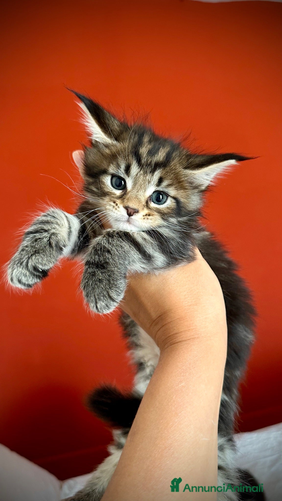 Maine Coon gatti Bella cucciolina dal Mainemarie  - Annuncio 7