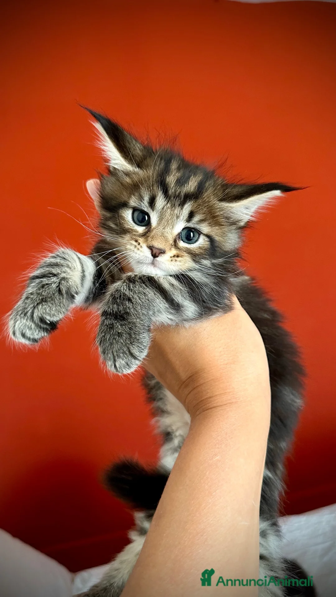 Maine Coon gatti in vendita: Bella cucciolina dal Mainemarie  - Annuncio 1