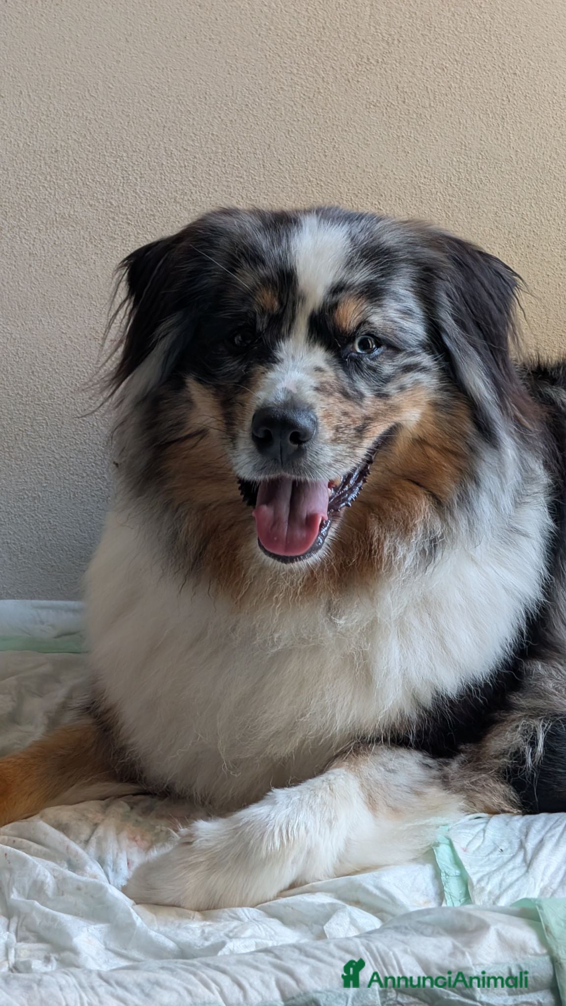 Australian Shepherd cani Cuccioli di pastore autraliano - Annuncio 6