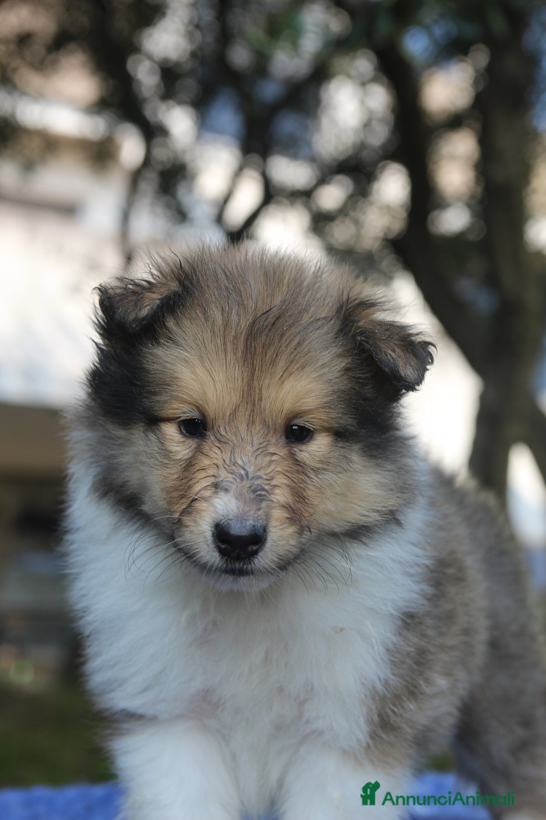 Collie cani in vendita: Cuccioli di collie fulvi - Annuncio 4