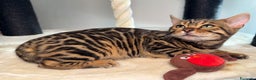 Bengala gatti in vendita: Gattina bengala brown spotted tabby  - Annuncio 21