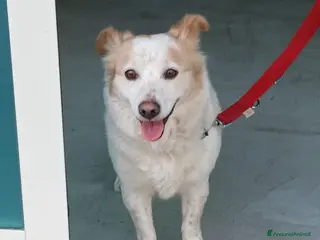 Meticcio cani NONNA PESCA HA BISOGNO DI UNA CASA, IN ADOZIONE - Annuncio 41