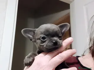 Chihuahua cani Chihuahua pedigree ENCI - Annuncio 3