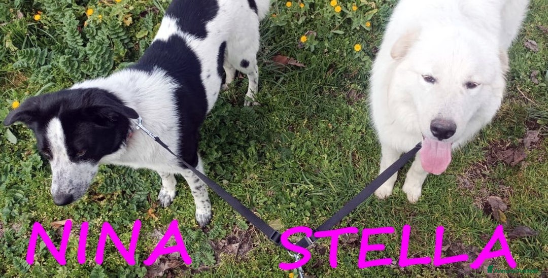 Meticcio cani in regalo: NINA e STELLA 1anno adorabili - URGENTE! - Annuncio 2