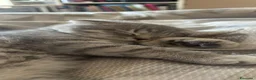 Scottish gatti in vendita: Cuccioli Scottish  a Città Metropolitana di Napoli - Annuncio 11