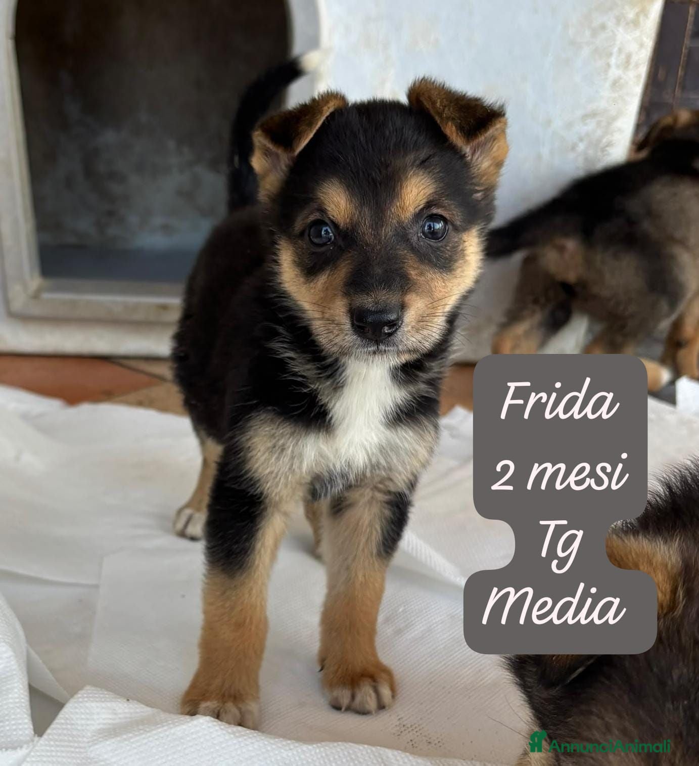 Meticcio cani Trovatelli cercano urgentemente casa  - Annuncio 2