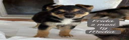 Meticcio cani in regalo: Trovatelli cercano urgentemente casa  a Provincia di Monza e della Brianza - Annuncio 1