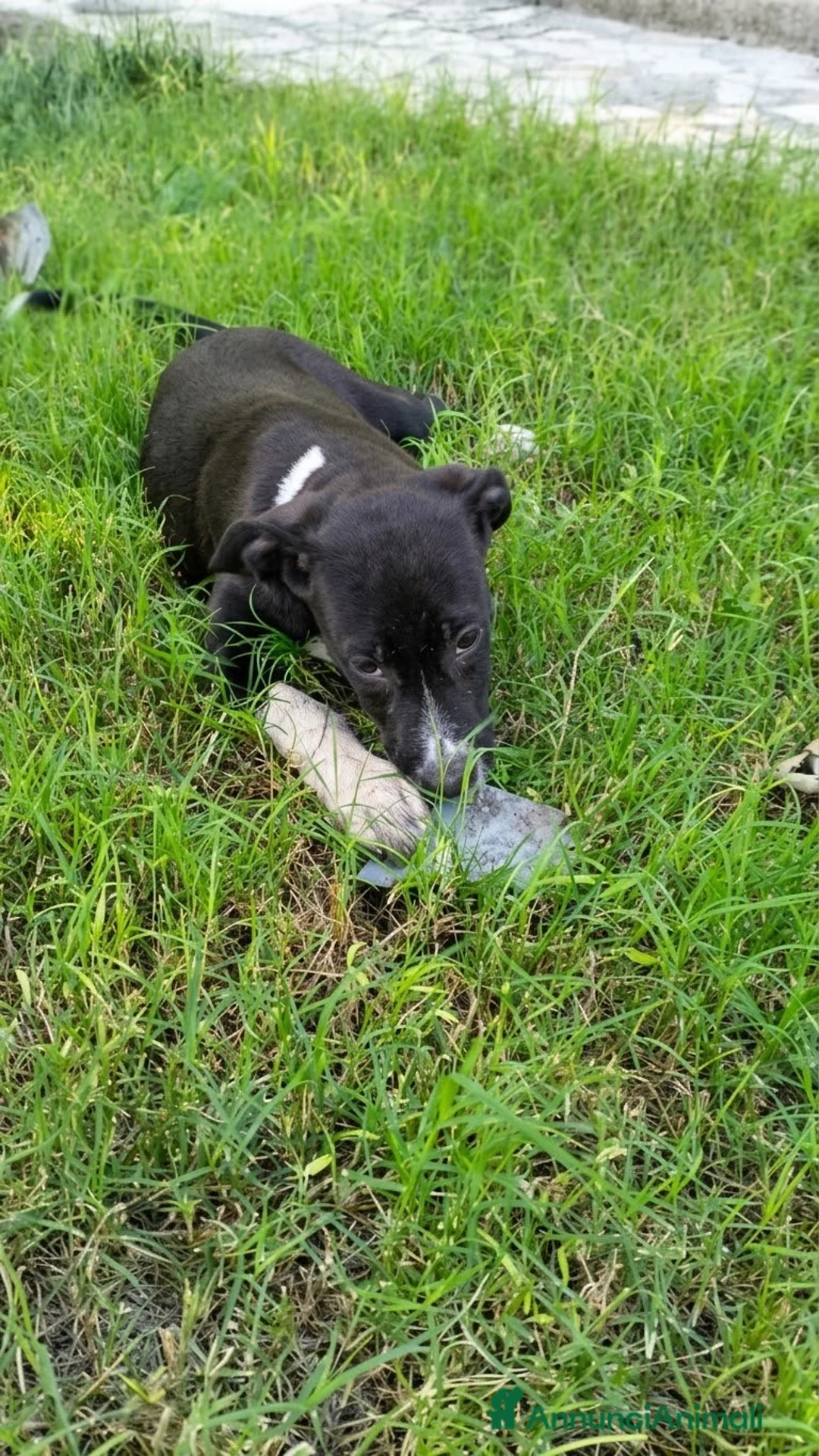 Meticcio cani in regalo: Jacki - Annuncio 5