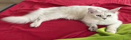 Maine Coon gatti in vendita: Maine Coon femmina 7 mesi con pedigree  - Annuncio 2