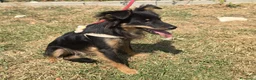 Meticcio cani in regalo: Mozart 7 mesi taglia piccola  - Annuncio 3
