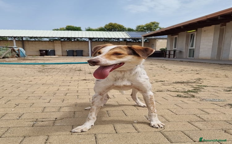Meticcio cani a Provincia di Verona - Annuncio 18