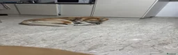 Husky cani per accoppiamento: Husky maschio disponibile per monta  a Provincia di Pescara - Annuncio 3