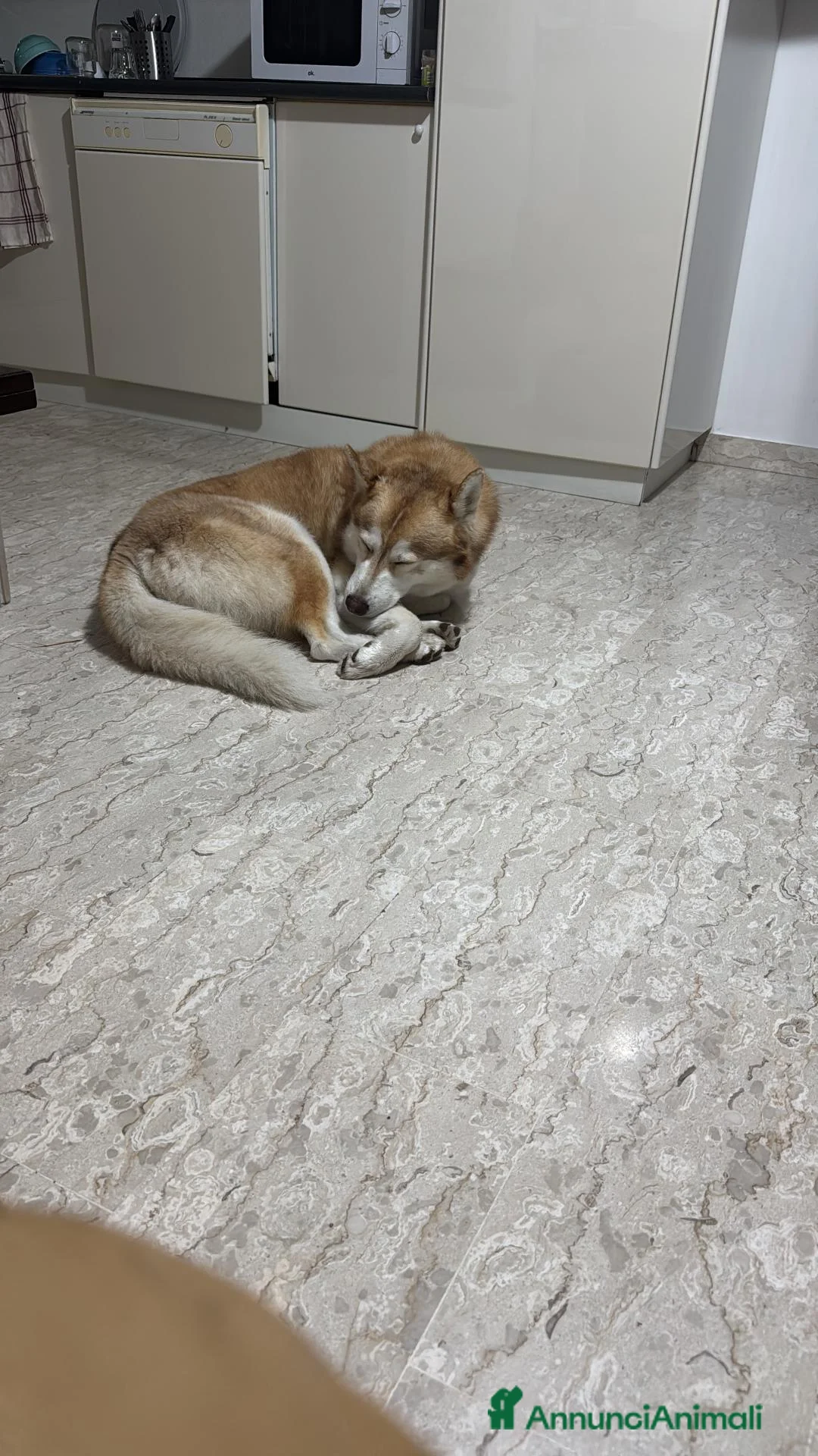 Husky cani per accoppiamento: Husky maschio disponibile per monta  a Provincia di Pescara - Annuncio 3