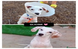 Altre razze cani in regalo: glicine  - Immagine 1
