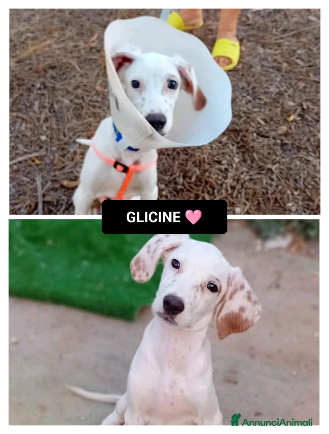 Altre razze cani in regalo: glicine  - Immagine 1