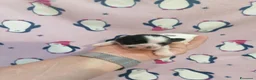 Shih Tzu cani in vendita: Shih Tzu cuccioli - Annuncio 6